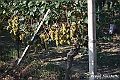 VBS_5655 - C'è un mare di velluto verde! E tu che sognavi di andare lontano... Quanta meraviglia, quì!